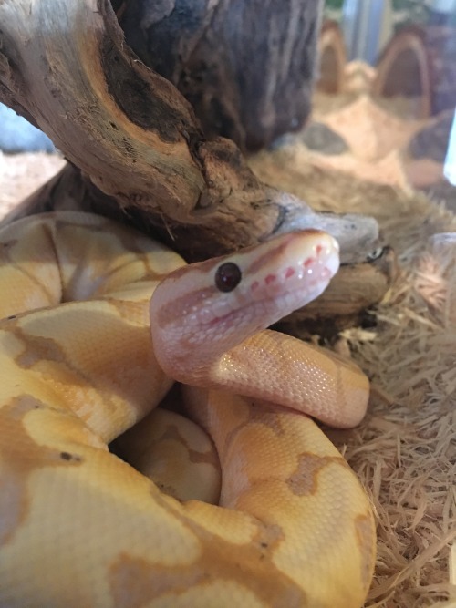 missbritane:From ‘I have a scare’ to ‘MAM I AM COBRA!!’