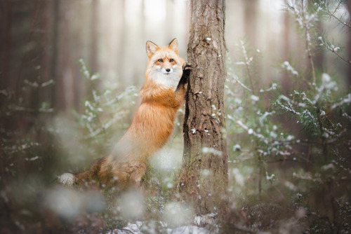 everythingfox:
“ “They’re coming, act natural”
Photo by Alicja Zmysłowska
”