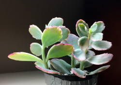 los-plantalones:check out this rescue! the pot was duct taped together and the the soil was a solid peat chunk. i can’t wait to see her improvement because she’s already BEAUTIFUL. 