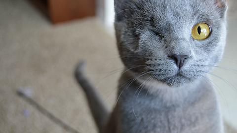 This Isn't My Cat