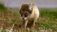 Lay Down GIF - Lay Down - Discover & Share GIFs
