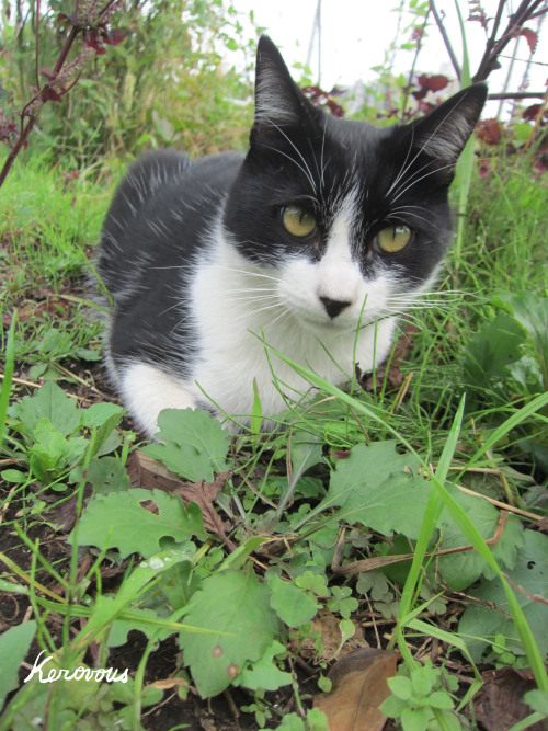 kerovous:Own picture : My cat, October 2015