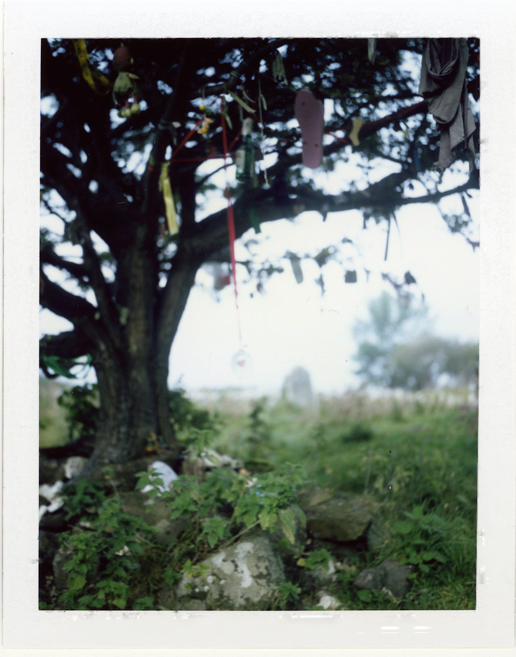 the fairy tree
fuji fp 100c