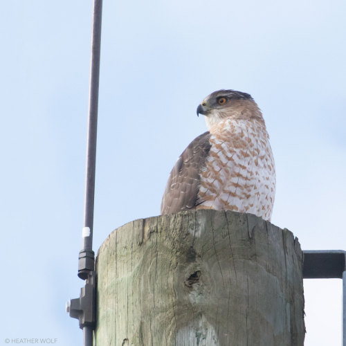 Cooper’s HawkBrooklyn Bridge Park, Pier 1