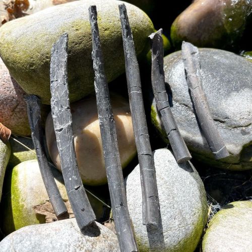 The ribs of a plesiosaur dating back to the Jurassic.  These fossils were found at Lyme Regis along 