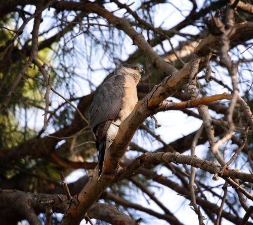 Hello gorgeous. #CoopersHawk #accipitercooperiihttps://www.instagram.com/p/CcPL5jkLJLX/?igshid=NGJ