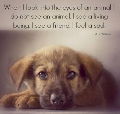 berryworthy:Loving Quotes About Dogs : theBERRY