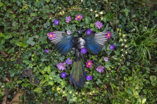 artofmaquenda:I think magpies are my favorite kind of bird… They remind me of labradorite..:) Gartir