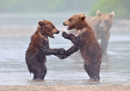 recklessthottie:cubebreaker:  Though fiercely protective, if you keep your distance watching a momma bear with her cubs is one of nature’s most beautiful sights.  bearwithamoviecamera