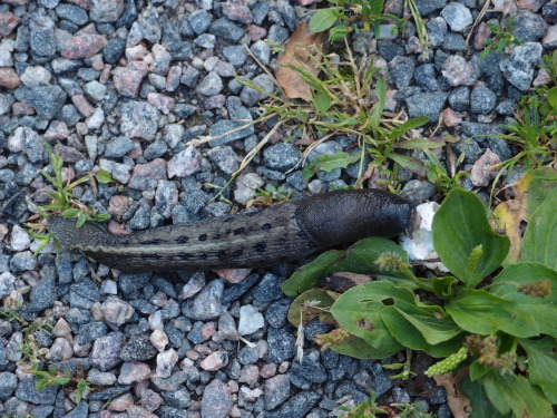 Limax cinereoniger — largest land slug species in the worldPlantago major— broadleaf plantain a.k.a.