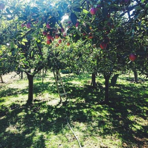 Pelion, apple garden