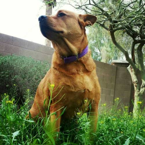 My doggy. Her name is Pixie but we call her Pix, Pixels, Pixikins 