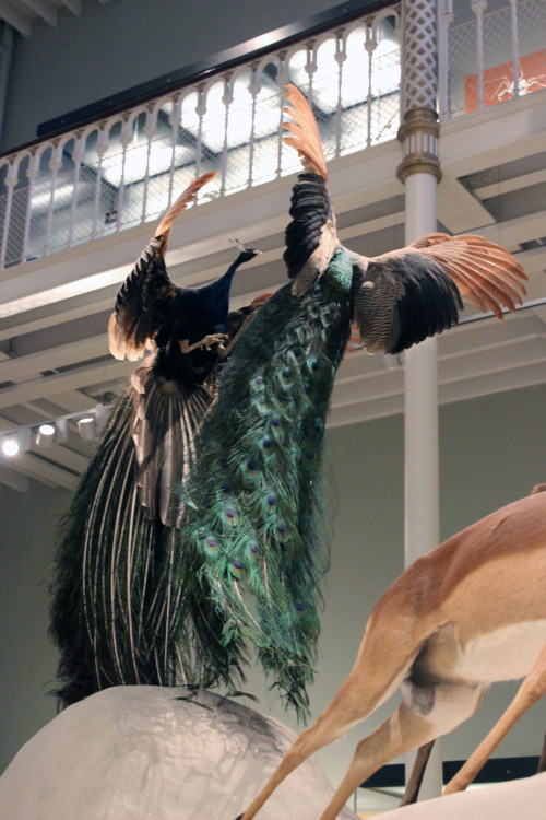 coffinwax: Could have spent all day here, The National Museum of Scotland, Edinburgh