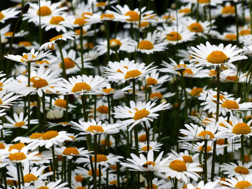 outdoormagic:flower power by Walter Christ