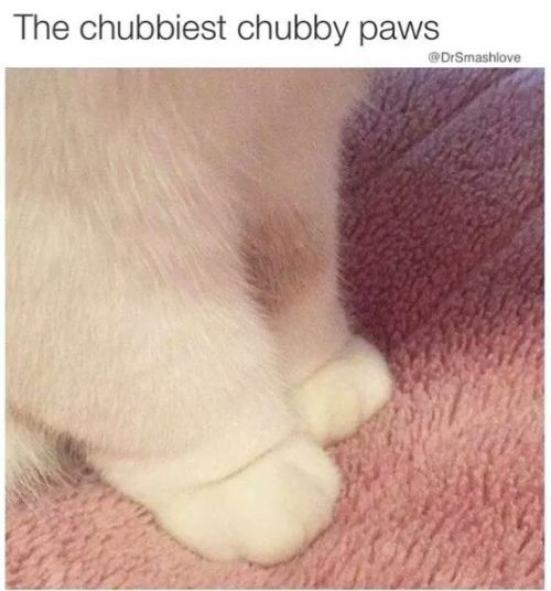 cutepetplanet:  Omg