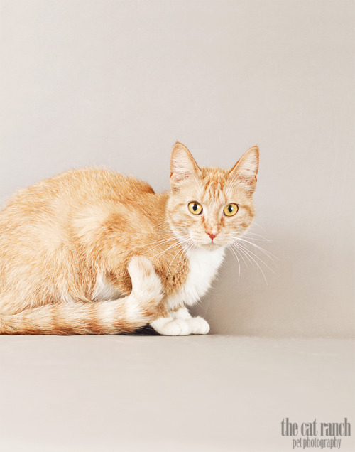 Rusty for Tri-County Humane Society