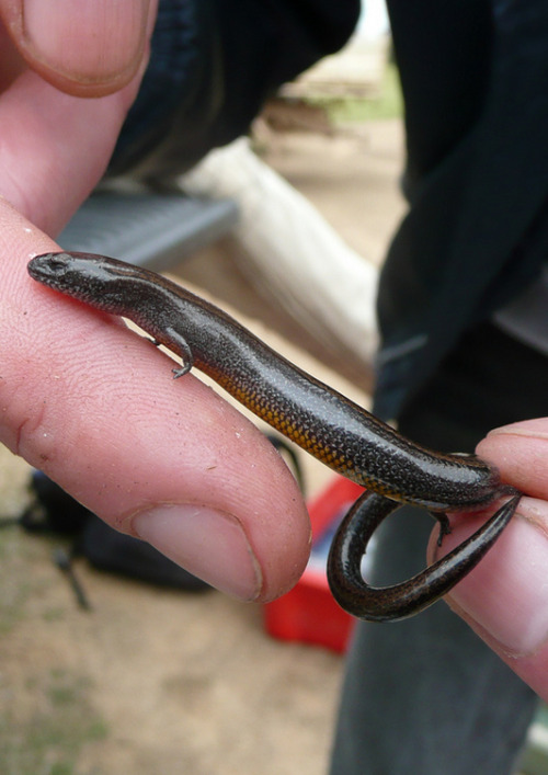 Look closely, and you’ll see this serpent-like creature has tiny legs. The three-toed earless 