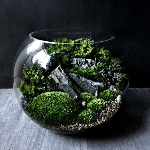 Lush Live Moss Terrariums Fulfill Your Longing for NatureFor those moments you wish you were surroun