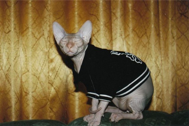 sevenlittlewonders:  i feel like if firstchair-lastcall was a cat, this would be
