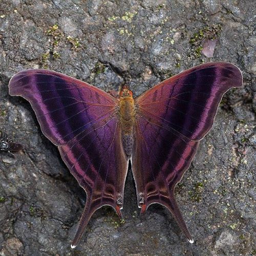 thebutterflybabe:The Waiter Dagger is a butterfly limited to the  neotropical realm in Mesoamerica and South America. They obtain their nutrients from the nectar of Crodia and Croton, animal excrement and from damp soils. . Photo: Almir Candido de Almeida
