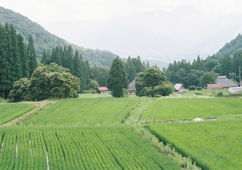 azusaphoto: 棚田を見に行ったよ♪