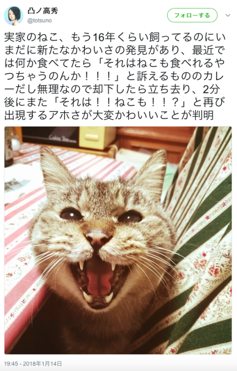 bibidebabideboo:  “実家のねこ、もう16年くらい飼ってるのにいまだに新たなかわいさの発見があり、最近では何か食べてたら「それはねこも食べれるやつちゃうのんか！！！」と訴えるもののカレーだし無理なので却下したら立ち去り、2分後にまた「それは！！ねこも！！？」と再び出現するアホさが大変かわいいことが判明”(凸ノ高秀(@totsuno)さん
