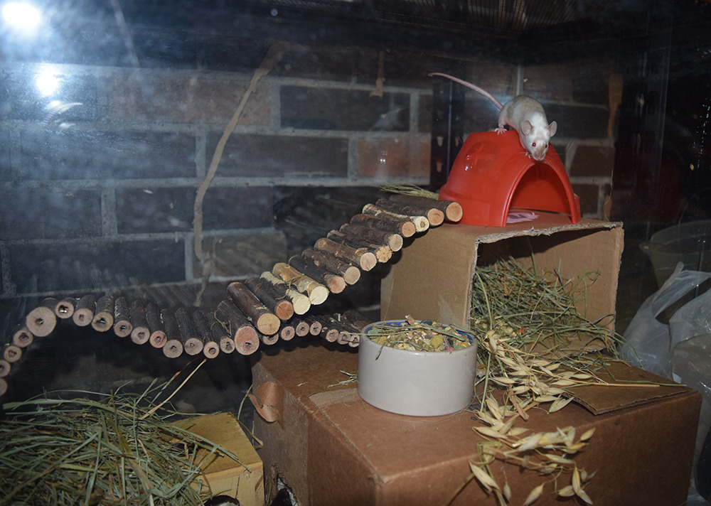 scalestails: This week when I cleaned the doe’s cage, I focused on vertical space!
