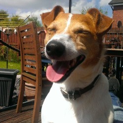 fuckyeahsmilingdogs:  My wee Milo.