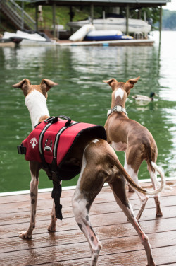 impish-iggies:  Dante and Piper trying to decide if they should take the plunge and go after the duck, for handsomedogs‘ Thirsty Thursday challenge.