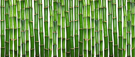 Bamboo Blogs adult photos
