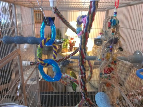 Cleaned and rearranged their cage, got them new toys, was yelled at by Petra the entire time.thanks.