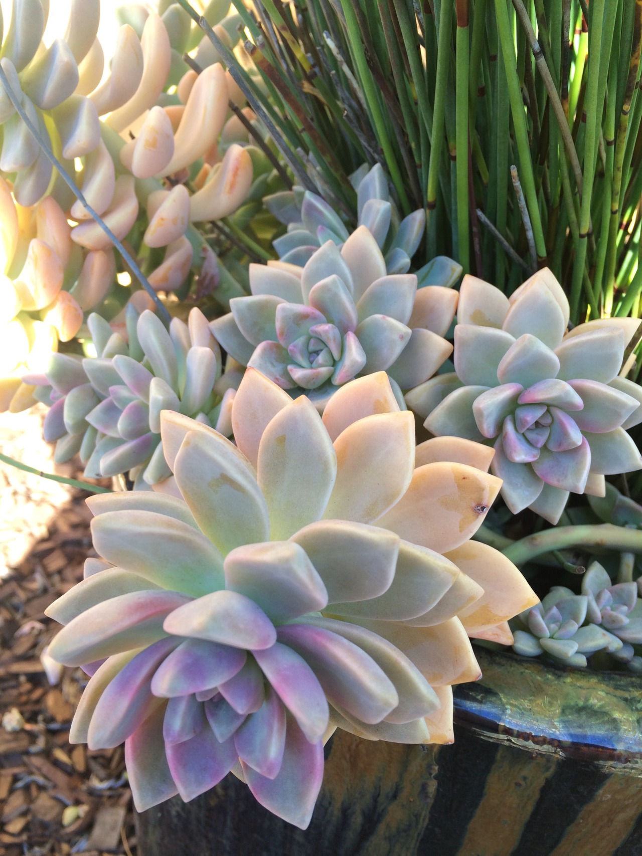 phytomaniacs:  No filter needed. Winter colours are glorious. 