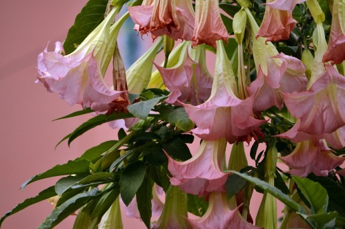 avant-garth:Brugmansia arboreaThese pretty and hallucinogenicplants are used in shamanic ceremonies.