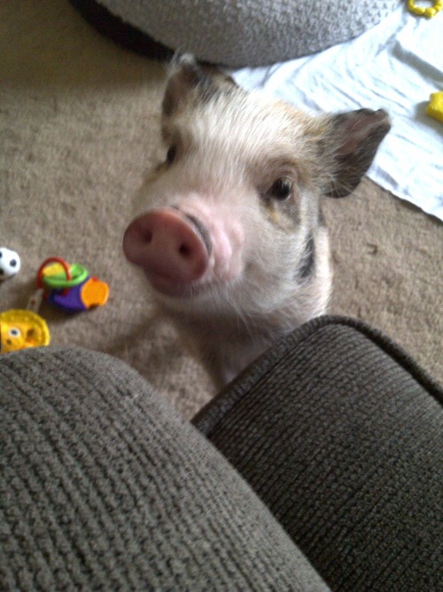 this is my piggy lloyd when he was still a wee babby  o (00) o