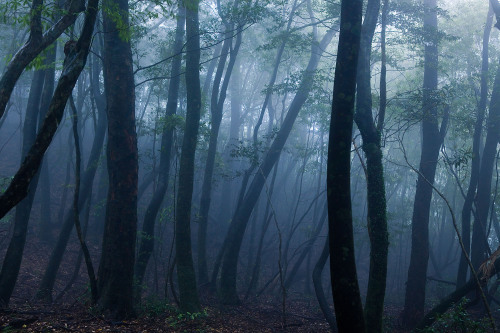 Mononoke forest, Yakushima island by Casey Yee