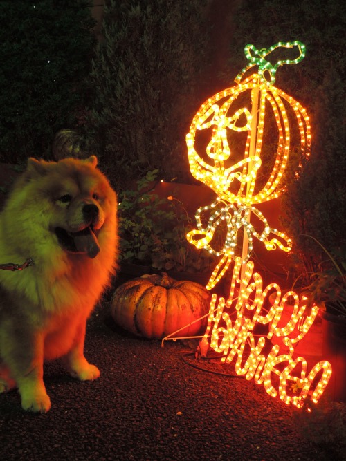 chow29dora:  Happy Halloween 2015! 不要なシーツに穴を開けただけの超エコな仮装。ちなみに開けた穴の大きさは、吸い物椀サイズ也(笑)おばけポーズを捉えた１枚目の写真は、偶然撮れた奇跡の１枚です(*´˘`*)♡