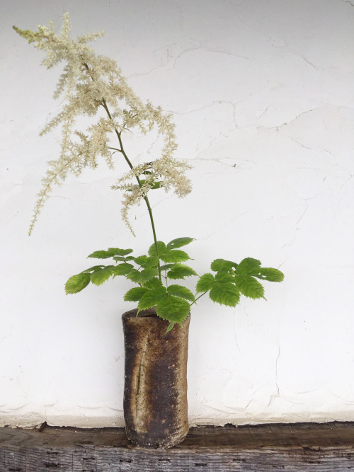 季節の花を生けました。