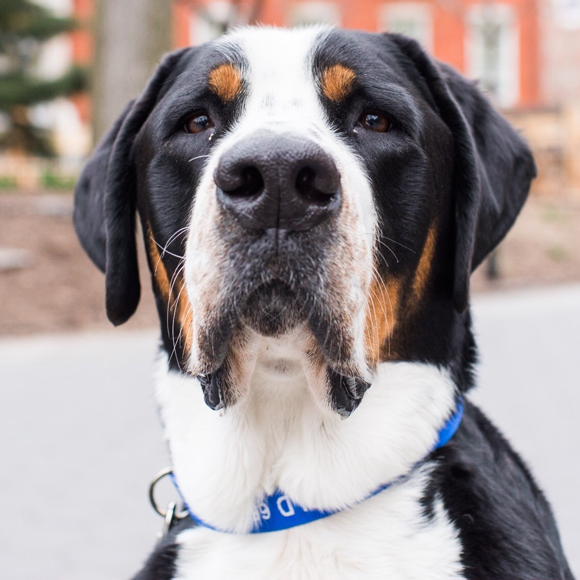 thedogist:  Leopold, Greater Swiss Mountain Dog (3 y/o), Washington Square Park,