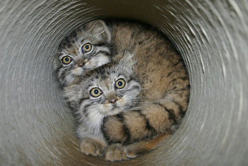 the-awesome-quotes:The Manul Cat Is The Most Expressive Cat In The World