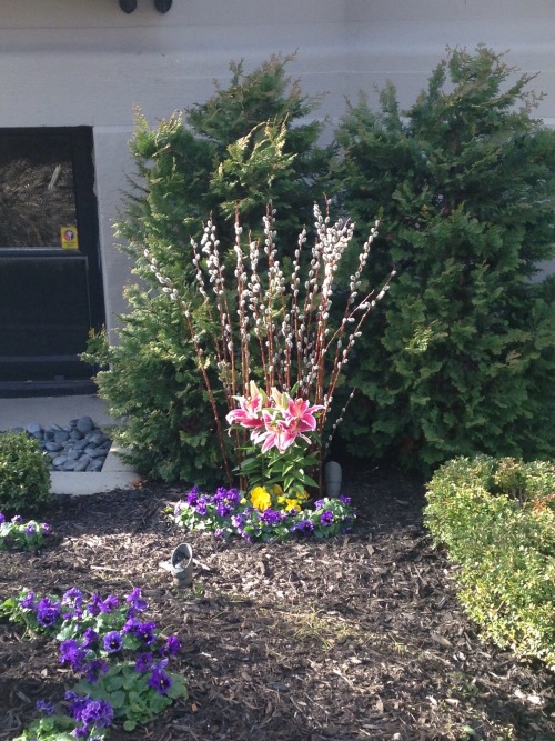 3.17.16 - Someone on Comm Ave had this beautiful flower arrangement in front of their building. Sorr