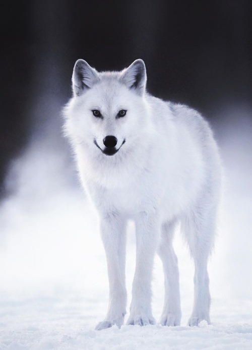 maureen2musings: Grey wolf at dusk npekonen 