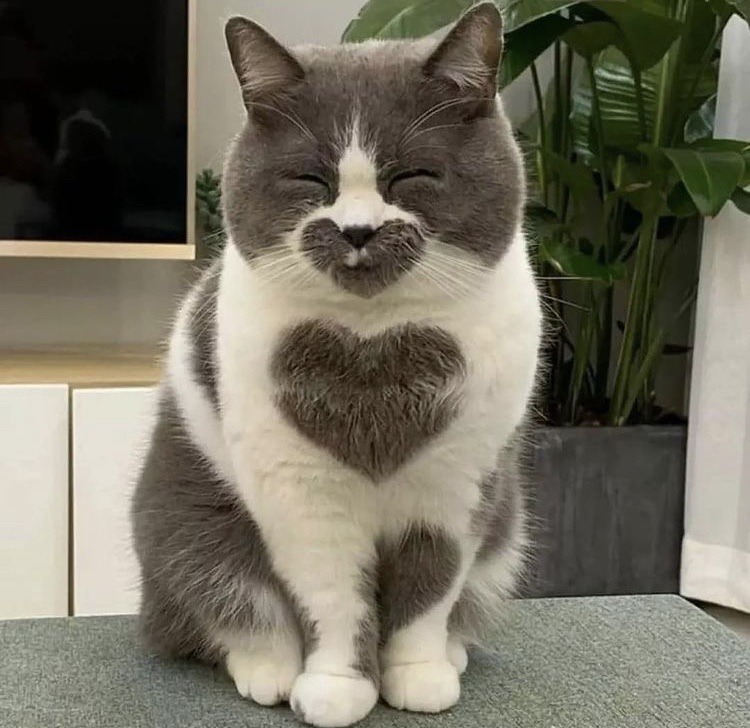 Porn Pics xeptum:heart cat !!!