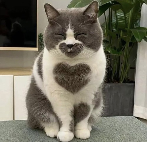 Porn photo xeptum:heart cat !!!