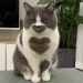 xeptum:heart cat !!! adult photos