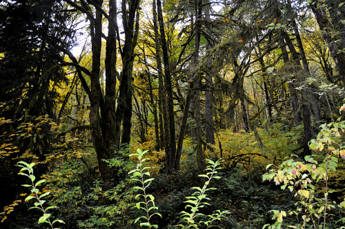 Autumn woods