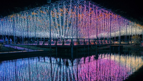 Shining Wisteria Flowers.