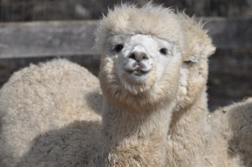 old-mill-alpacas:Maestro, all bright and smiley after Scootie came running to defend him from big Ol