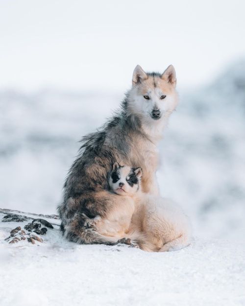  Greenlandic sled dogs by Luke Stackpoole