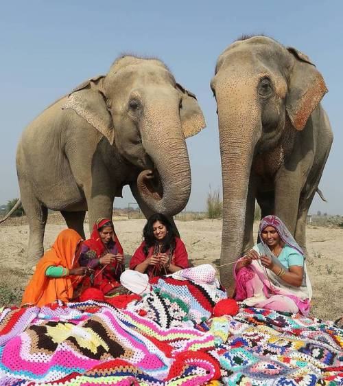 merelygifted:Local women make colourful jumpers for formerly abused animals after staff at conserv