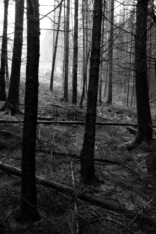 Lake District Forest, Cumbria, 15.1.17.